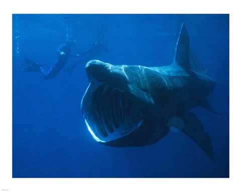Basking Shark