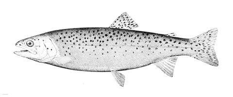 Rainbow Trout - B&W
