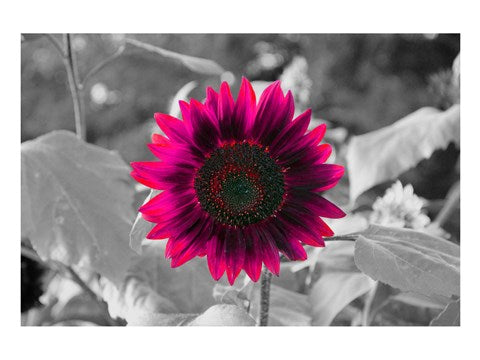 Burst by Delaney Flanders