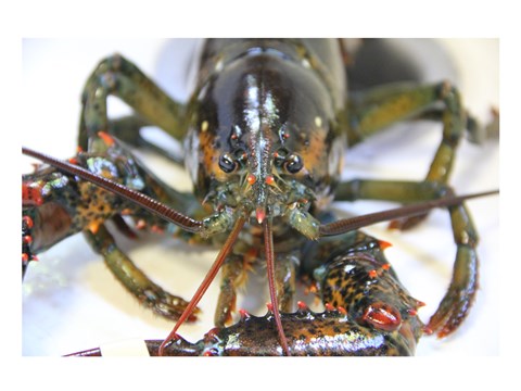 Lobstah by Delaney Flanders