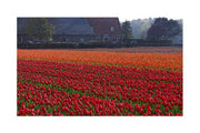 Dutch Red Tulip Field