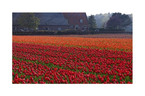 Dutch Red Tulip Field