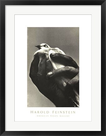 Framed Bird in Hand, 1957 by Harold Feinstein | 26 x 19