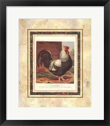 Framed Rose-Combed Dorking Cock (from Cassell's Poultry Book) by J.W. Ludlow