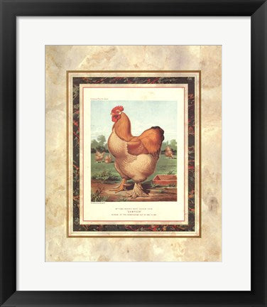 Framed Buff. Cochin Cock (from Cassell's Poultry Book) by J.W. Ludlow