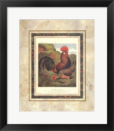 Framed Brown Leg Horn (from Cassell's Poultry Book) by J.W. Ludlow