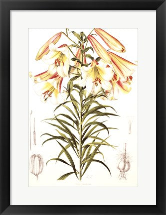 Framed Lilium Centifolium by Lilian Snelling | 20 x 14