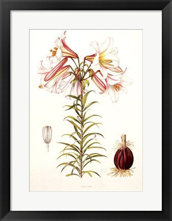 Framed Lilium Regale by Lilian Snelling | 20 x 14