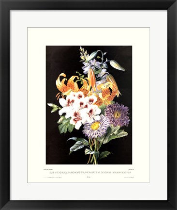 Framed Geranium 20 x 16