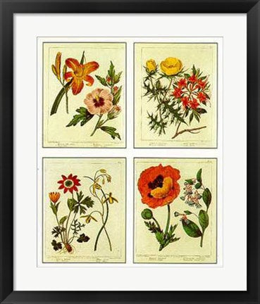 Framed Botanical, 4 Up by Edwards | 22 x 18