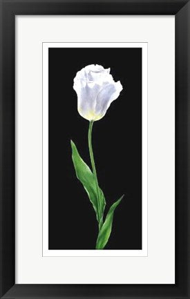 Framed Tulip by Andrea Fontana | 19 3/4 x 9