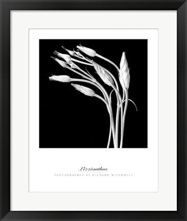 Framed Lizzianthus by Richard McConnell | 19 3/4 x 15 3/4