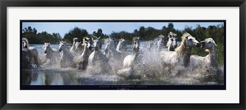 Framed Horses in the Camargue, France by Steve Bloom | 13 x 37