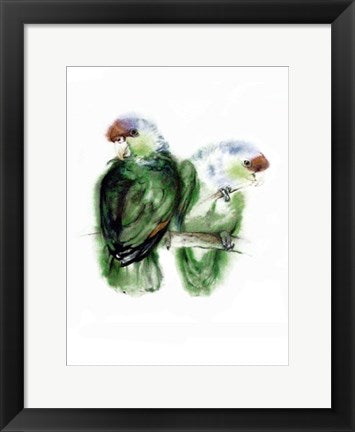 Framed Art Amazona Aestiva (Blaukappen-Amazonen) by Werner Vogel