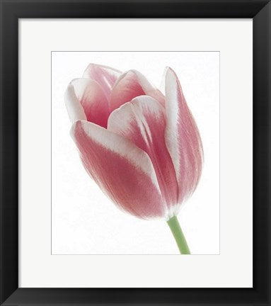 Framed Tulip in Bloom by Prisma | 15 3/4 x 11 3/4