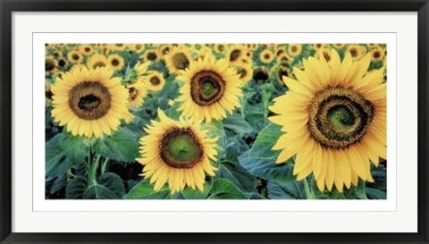 Framed Sunflowers by Tim Gartside | 19 3/4 x 39 1/2
