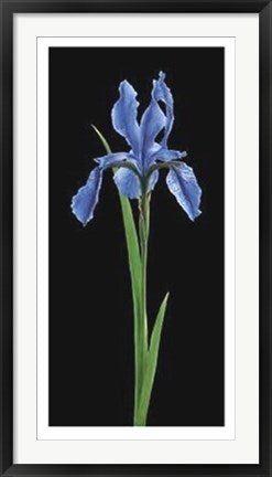 Framed Iris by Andrea Fontana | 39 1/2 x 19 3/4