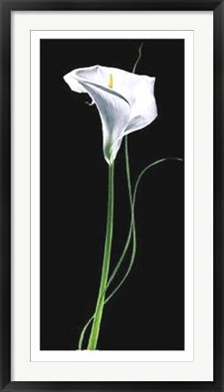 Framed Calla Lily by Andrea Fontana | 39 1/2 x 19 3/4