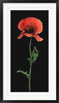 Framed Poppy by Andrea Fontana | 39 1/2 x 19 3/4