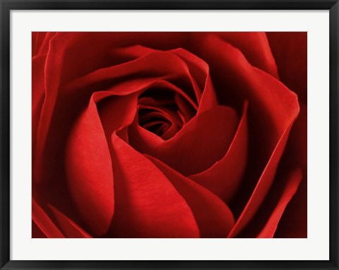 Framed L'Important, c'est la Rose by Photography Collection