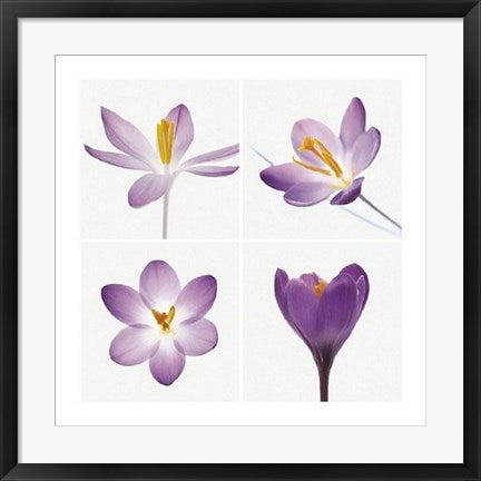 Framed Four Crocuses by Tim Smith | 23 1/2 x 23 1/2