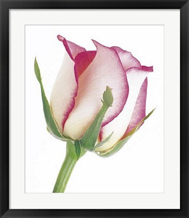 Framed Rose in Bloom by Tim Smith | 23 1/2 x 19 3/4