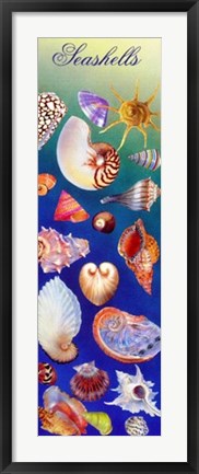 Framed Seashells by Kim Sanda | 36 x 11 ¾