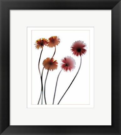 Framed Art Gerbera by Anna Halm-Schudel | 11 3/4 x 9 1/2