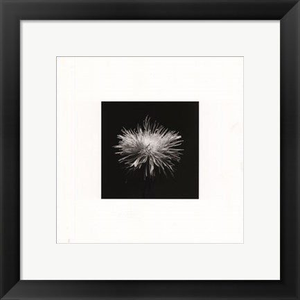 Framed Art Flower Series I by Walter Gritsik | 12 x 12