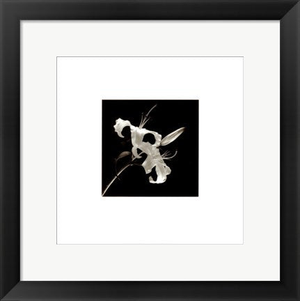 Framed Art Flower Series II by Walter Gritsik | 12 x 12