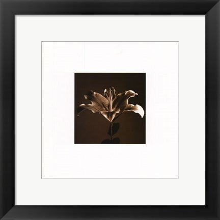 Framed Art Flower Series IV by Walter Gritsik | 12 x 12