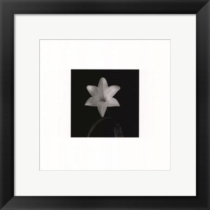 Framed Art Flower Series VI by Walter Gritsik | 12 x 12