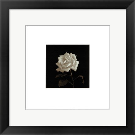 Framed Art Flower Series VIII by Walter Gritsik | 12 x 12