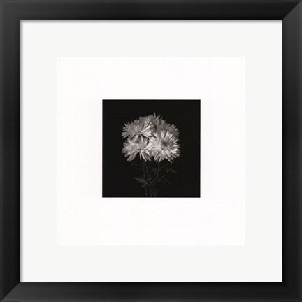 Framed Art Flower Series IX by Walter Gritsik | 12 x 12