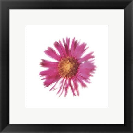 Framed Art Petales Roses III by Tasmin Phoenix | 11 3/4 x 11 3/4