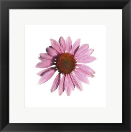 Framed Art Petales Roses IV by Tasmin Phoenix | 11 3/4 x 11 3/4