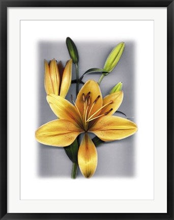 Framed Yellow Lily by Bruce Brown | 31 1/2 x 23 1/2