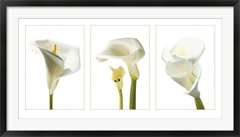 Framed Calla Lilies by Photography Collection | 19 3/4 x 39 1/2
