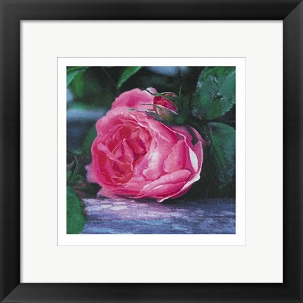 Framed Art The Rose by Jenny Dreifuss | 11 3/4 x 11 3/4