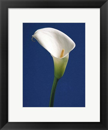 Framed Art Calla on Blue II by Alex Sedgwick | 11 3/4 x 9 1/2