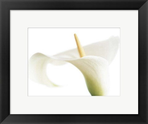 Framed Art Calla on White by Den Reader | 9 1/2 x 11 3/4