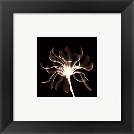 Framed Art Cinnamon Ribbon (Sepia) 6 x 6