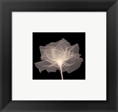 Framed Art Layered Veil (Sepia) 6 x 6
