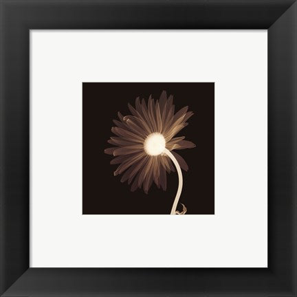 Framed Art Sunburst Petals (Sepia) 6 x 6