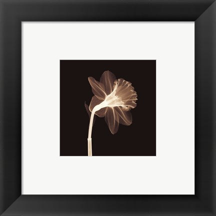Framed Art Veiled Blossom (Sepia) 6 x 6