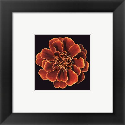 Framed Art Caramel Ruffles 6 x 6