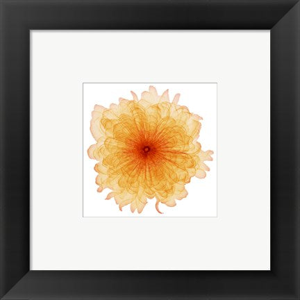 Framed Art Orange Chiffon 6 x 6
