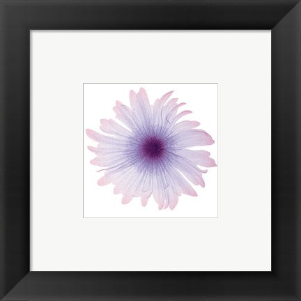 Framed Art Iced Bloom 6 x 6