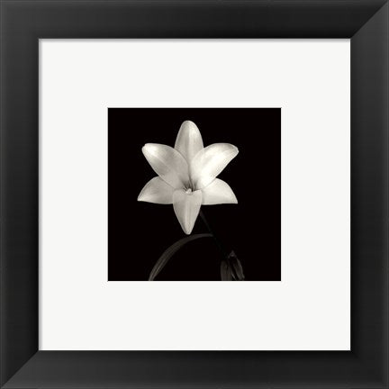 Framed Art Lily, Flower Series VI by Walter Gritsik | 6 x 6