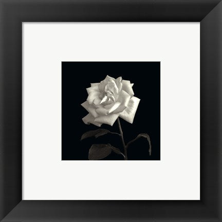 Framed Art Rose, Flower Series VIII by Walter Gritsik | 6 x 6